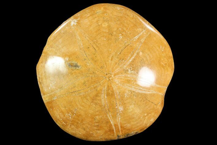Polished Fossil Sand Dollar (Mepygurus) - Jurassic #88446